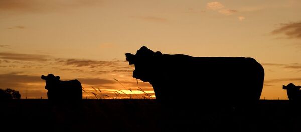 Vaches - Sputnik Afrique
