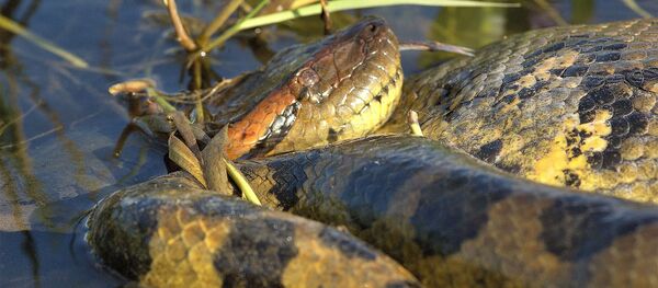 Anaconda - Sputnik Afrique