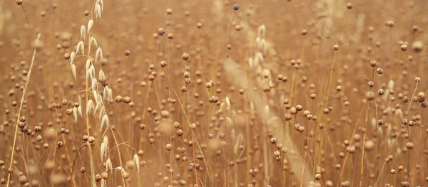 Une ferme bio russe, Tomsk - Sputnik Afrique