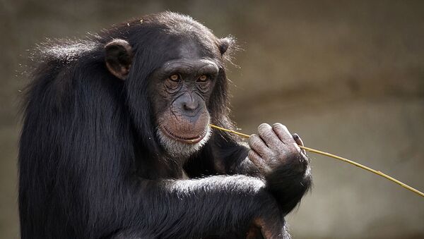 Chimpanzé - Sputnik Afrique