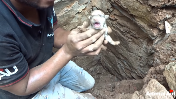 Mother dog helps rescuers dig for her buried puppies - Sputnik Afrique