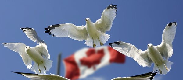 Goélands Goélands - Sputnik Afrique