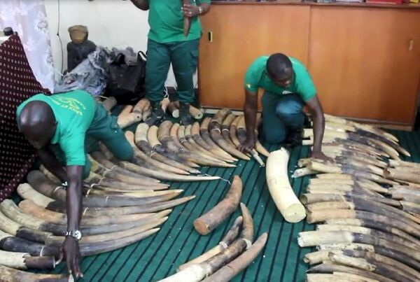 Le braconnage pourrait anéantir la population des éléphants du Cameroun Le braconnage pourrait anéantir la population des éléphants du Cameroun - Sputnik Afrique