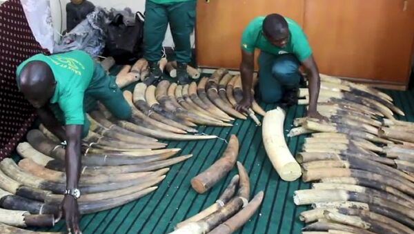 Défenses en ivoire saisies à Douala en 2018 - Sputnik Afrique