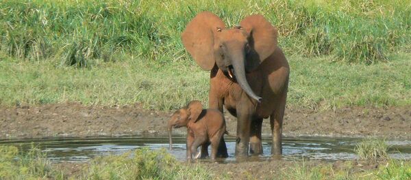 Les éléphants dans une clairière dans le parc national de Nki, Est Cameroun - Sputnik Afrique