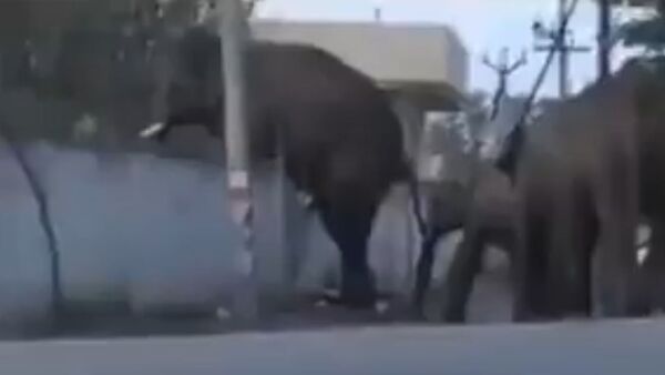 Elephants jump over wall to return to jungle in devastating video goes to viral - Sputnik Afrique
