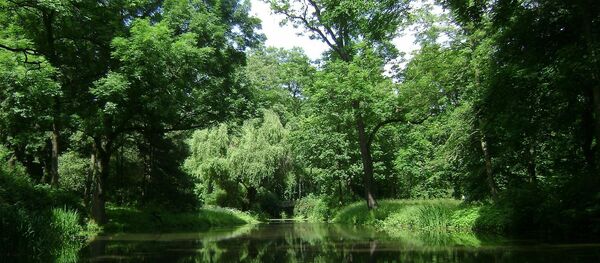 La forêt  - Sputnik Afrique