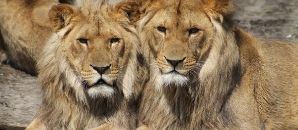 des lions львы - Sputnik Afrique