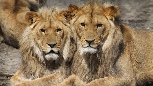 des lions львы - Sputnik Afrique