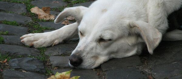 un chien  - Sputnik Afrique