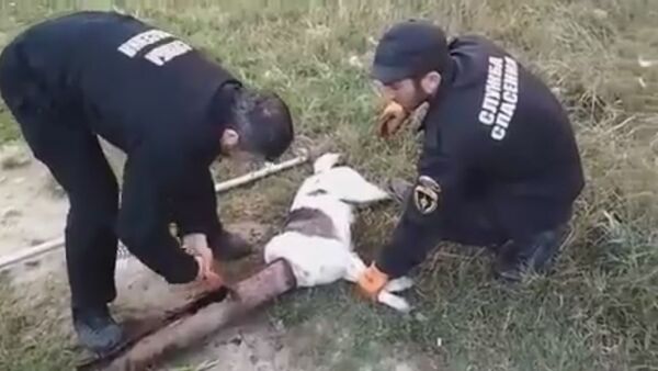 Piège inattendu: des secouristes extirpent un chien d’un tuyau rouillé - Sputnik Afrique