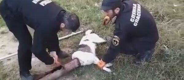 Piège inattendu: des secouristes extirpent un chien d’un tuyau rouillé - Sputnik Afrique