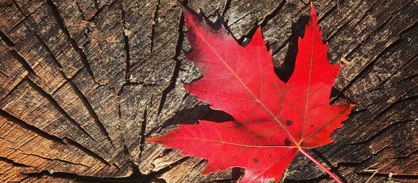 Automne - Sputnik Afrique