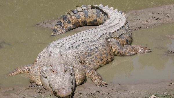 un crocodile marin (image d'illustration) - Sputnik Afrique