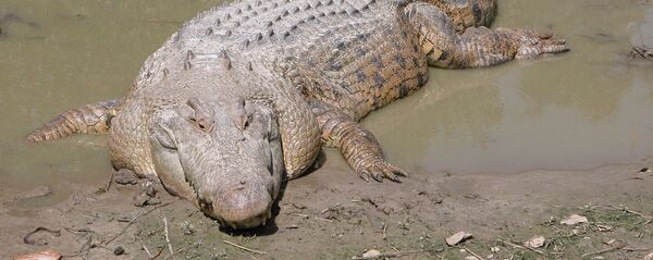 un crocodile marin (image d'illustration) - Sputnik Afrique