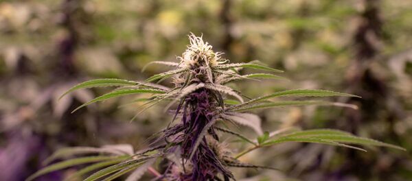 cannabis - Sputnik Afrique