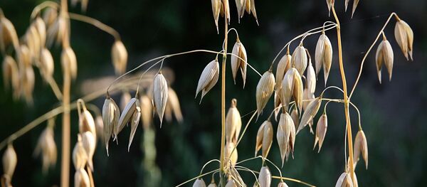 Avoine - Sputnik Afrique