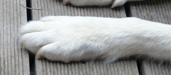 Лапы собаки - Sputnik Afrique