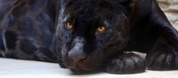 Une panthère - Sputnik Afrique