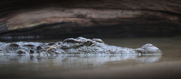 Un crocodile - Sputnik Afrique