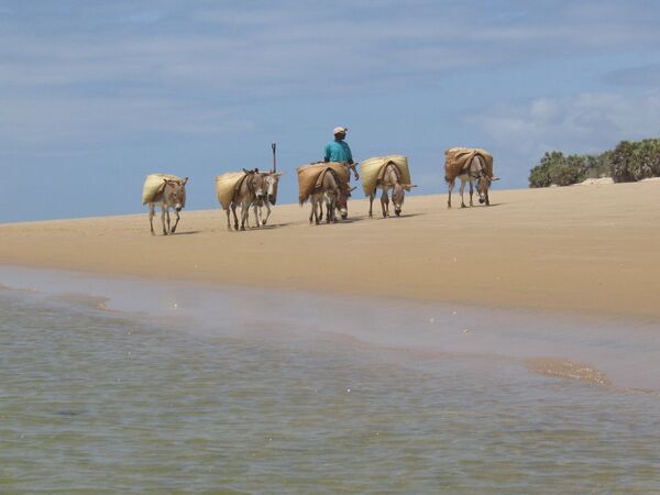 Habitant de Lamu transportant des marchandises à dos d’âne. - Sputnik Afrique