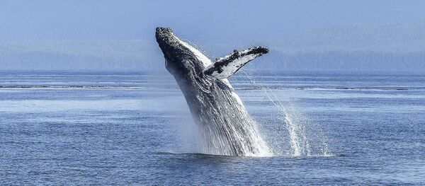 Горбатый кит - Sputnik Afrique