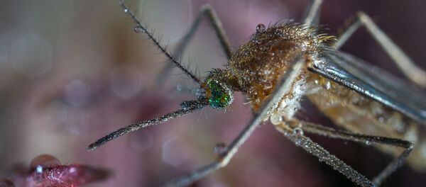 Moustique - Sputnik Afrique