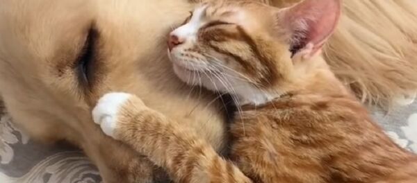 Ils sont inséparables: un golden retriever et un chaton vous feront croire au vrai amour - Sputnik Afrique