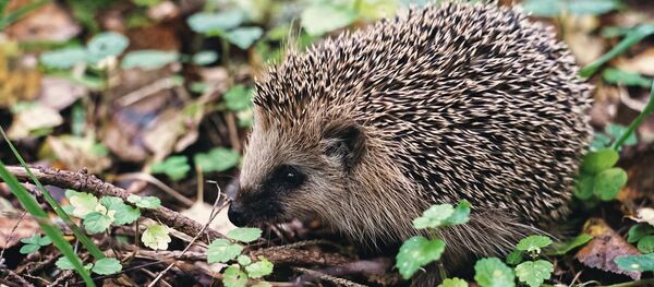 Hérisson - Sputnik Afrique