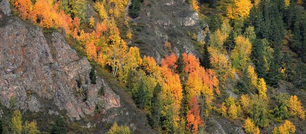 L’automne en Sibérie ou toutes les nuances de jaune
 - Sputnik Afrique