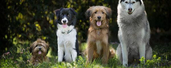 Des chiens - Sputnik Afrique