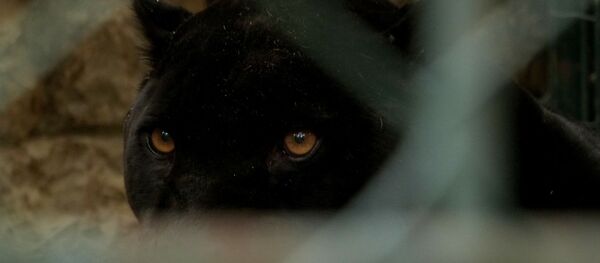 Panthère (image d'illustration) - Sputnik Afrique