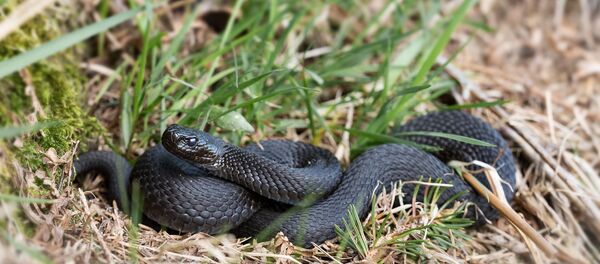 Un serpent - Sputnik Afrique