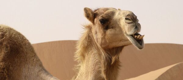 un chameau - Sputnik Afrique