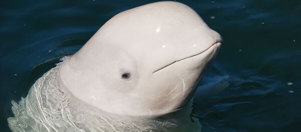 Un béluga - Sputnik Afrique
