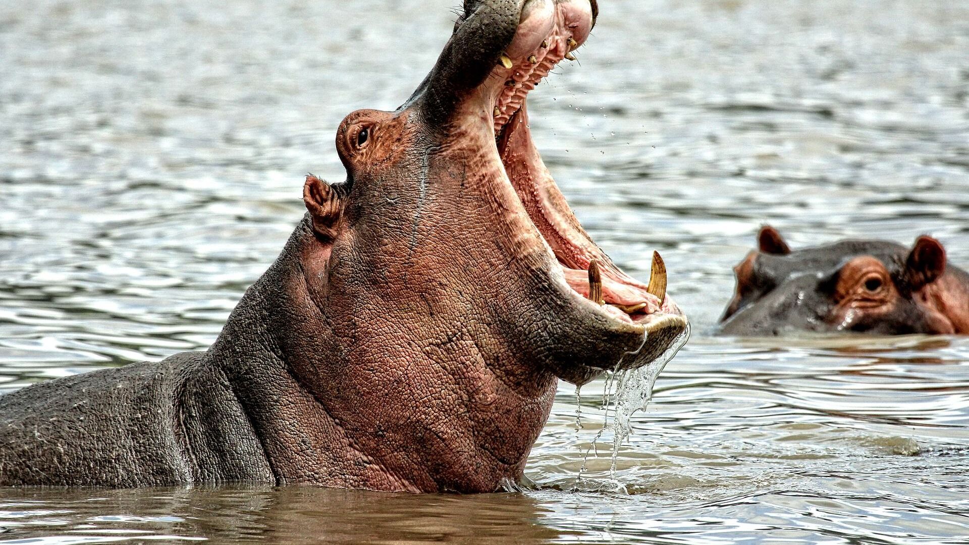 un hippopotame - Sputnik Afrique, 1920, 16.05.2023