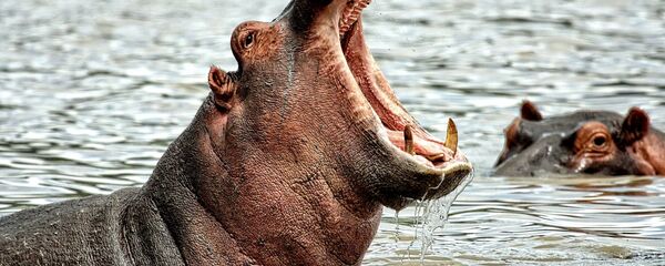 un hippopotame un hippopotame - Sputnik Afrique