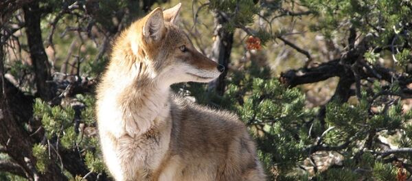 Un coyote - Sputnik Afrique