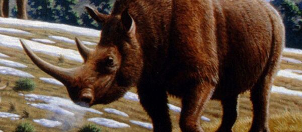 un rhinocéros laineux - Sputnik Afrique