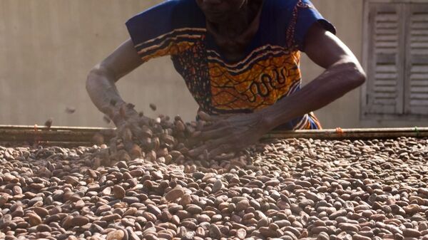 Séchage des fèves de cacao - Sputnik Afrique