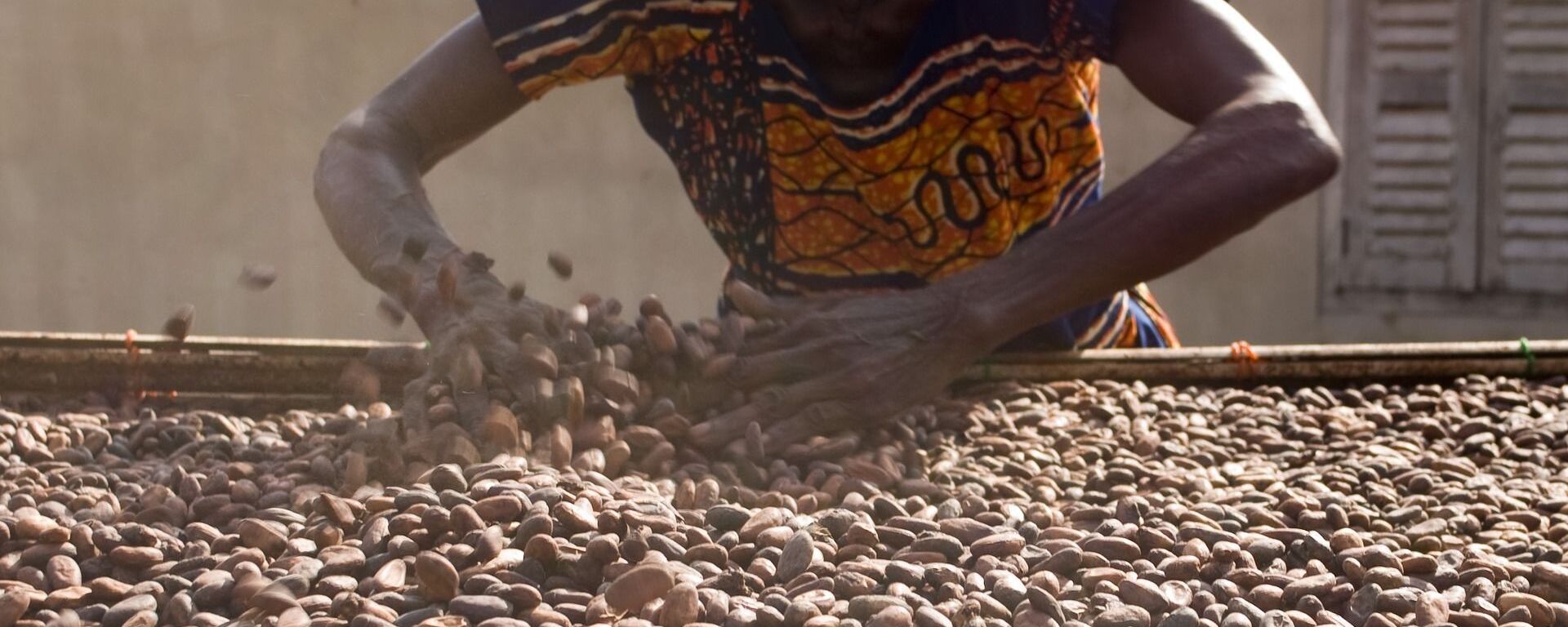 Séchage des fèves de cacao - Sputnik Afrique, 1920, 21.09.2021