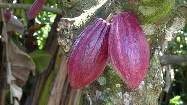 Récolte de cacao - Sputnik Afrique