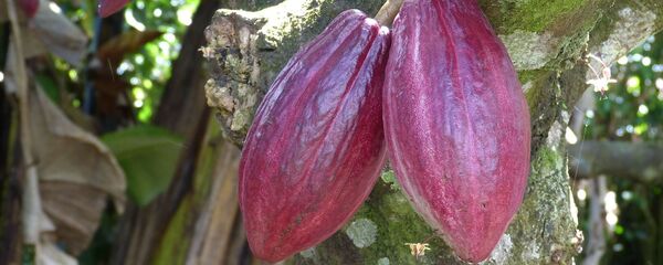 Récolte de cacao - Sputnik Afrique