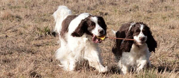 Springer anglais - Sputnik Afrique