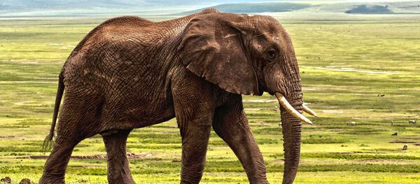 Слон - Sputnik Afrique