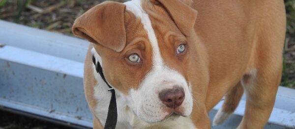 Un pitbull Un pitbull - Sputnik Afrique