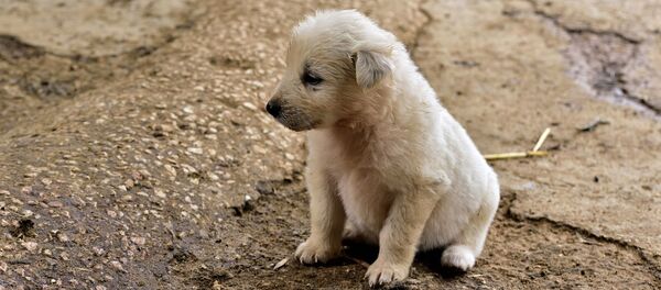 Un chiot - Sputnik Afrique
