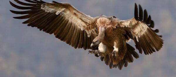 Vautour (image d'illustration) - Sputnik Afrique