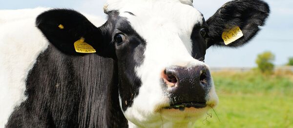 Vache (image d'illustration) - Sputnik Afrique