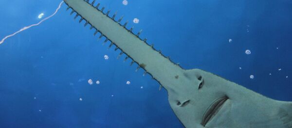 Papillon-serpent ou mouche mangeuse de chauves-souris: les monstres de la faune - Sputnik Afrique